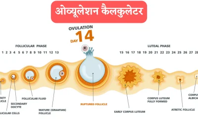 accurate ovulation calculator